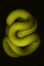 fond serpent - Darmowy animowany GIF animowany gif