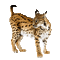 tiger katrin - Nemokamas animacinis gif animuotas GIF