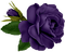 purple-flower - zadarmo png animovaný GIF