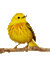bird - Zdarma animovaný GIF animovaný GIF