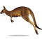 kangaroo - gratis png animeret GIF