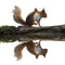 squirrel fall water - png gratis GIF animasi