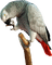 Papegaai - PNG gratuit GIF animé