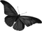 black butterfly by nataliplus - png gratuito GIF animata