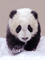panda winter hiver snow gif fond - Бесплатный анимированный гифка анимированный гифка