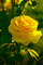 flor amarela - GIF animado grátis Gif Animado