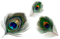 Peacock.Feathers.Blue.Green.Gold - png grátis Gif Animado