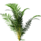 arbusto - gratis png geanimeerde GIF