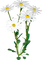 Y.A.M._Summer Flowers Decor - zadarmo png animovaný GIF