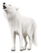 kikkapink white winter wolf