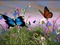 butterfly - png gratis GIF animado