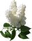 fleurs blanches web charmille - PNG gratuit GIF animé