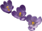 Kaz_Creations Deco Flowers Purple - PNG gratuit GIF animé