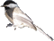 Kaz_Creations Bird - Darmowy animowany GIF animowany gif