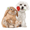 animal-dog-bunny-djur-hund-kanin - zdarma png animovaný GIF
