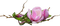 fleurs deco - darmowe png animowany gif