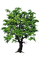 Tube Arbre - Free PNG Animated GIF