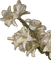 white flowers - δωρεάν png κινούμενο GIF