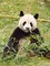 panda - darmowe png animowany gif