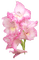 Fleurs rose - nemokama png animuotas GIF