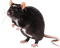 Muis/Rat - zadarmo png animovaný GIF