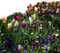 Garten - bezmaksas png animēts GIF