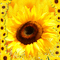 Sa  /  background.sunflower.animated.yellow.idca - GIF animado gratis GIF animado