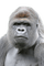 King Kong - gratis png animeret GIF
