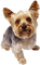 patymirabelle chien yorkshire - 免费PNG 动画 GIF