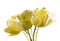Yellow Flowers - png gratis GIF animasi