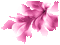 Flower, Flowers, Pink, Deco, Decoration, GIF Animation - Jitter.Bug.Girl