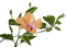 FLOWER - darmowe png animowany gif