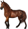 aze cheval marron Brown - png gratis GIF animado