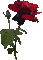 Ladybird - RED ROSE - Darmowy animowany GIF animowany gif