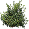 arbusto - png gratis GIF animado