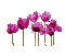 flower fleur blossom blumen deco tube    spring printemps gif anime animated animation  summer pink fleurs