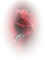 Tube Rose