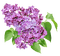 lilac deco - png gratuito GIF animata