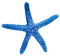 Starfish.Blue