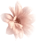 blomma rosa - PNG gratuit GIF animé