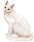 katt--djur---cat--animal - zadarmo png animovaný GIF