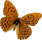 papillon - ingyenes png animált GIF