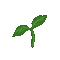 Spring Plant - Bezmaksas animēts GIF animēts GIF