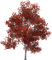 Fleur - Free PNG Animated GIF