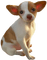 dog hund milla1959 - zadarmo png animovaný GIF