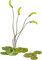 Planta de agua - zadarmo png animovaný GIF
