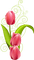 Fleur tulipe rose pink tulip flower fleurs roses - png gratis GIF animasi