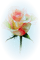 Róża kolor - gratis png geanimeerde GIF