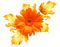 Leaves.Flower.Gold.Orange - nemokama png animuotas GIF