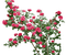 garden plants bp - PNG gratuit GIF animé